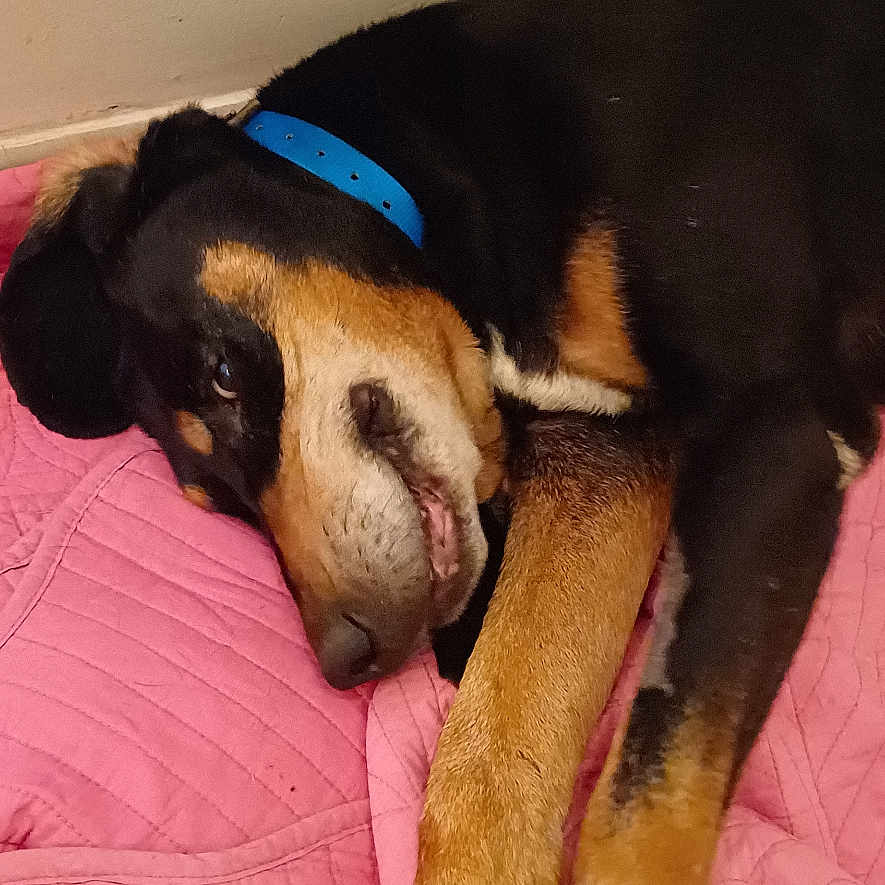 Jarnac participe au concours pour gagner de l'argent avec cette photo : animal, blue_collar, calm, canine, close_up, companion, dog, domestic_animal, floor, fur, indoor, lying_down, muzzle, paw, pet, pink_blanket, quiet, relaxation, resting, sleepy