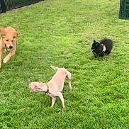 Luna is registered to the contest to win money with this photo: dog, grass, play, outdoor, pet, animal, fence, green, running, cute, fun, happy, tongue_out, small_dog, medium_dog, fluffy_dog, collar, daylight, park, nature