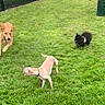 dog, grass, play, outdoor, pet, animal, fence, green, running, cute, fun, happy, tongue_out, small_dog, medium_dog, fluffy_dog, collar, daylight, park, nature