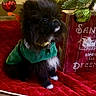 Luna joined the competition — help win amazing prizes! puppy, dog, black_dog, christmas_tree, christmas_lights, ornament, red_ornament, green_ornament, tree_skirt, holiday_decor, festive, wooden_floor, green_clothing, pet, indoor, cute, small_dog, holiday_season, christmas, decorations