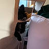 dog, black_dog, paw, fabric, strap, couch, pillow, living_room, indoor, pet, cozy, home, fur, playful, window, blanket, soft, shadow, curtain, furniture