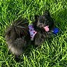 Luna is registered to the contest to win money with this photo: dog, black_dog, fluffy, grass, outdoor, pet, happy, tongue_out, small_dog, sunlight, playful, toy, blue_ball, nature, animal, cute, canine, summer, greenery, harness