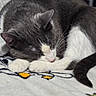 Doplh joined the competition — help win amazing prizes! cat, sleeping, gray_cat, white_paws, blanket, cozy, indoor, pet, fur, relaxed, cute, domestic_cat, resting, whiskers, tail, animal, nap, soft_texture, closeup, comfort