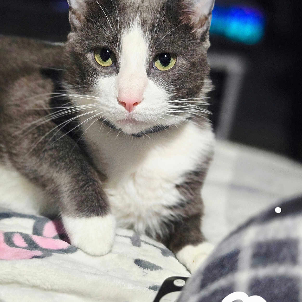 Doplh joined the competition — help win amazing prizes! cat, grey_and_white, pet, animal, feline, close_up, indoor, cozy, blanket, resting, green_eyes, whiskers, fur, cute, domestic, portrait, relaxed, soft_focus, bedroom, remote_control