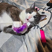 Doplh is registered to the contest to win money with this photo: cat, toy, feather, blanket, hello_kitty, lying_down, playful, grey_cat, white_cat, paws, nip, indoor, bedroom, fabric, lighter, cozy, mischievous, pet, feline, cute