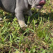 Terra is registered to the contest to win money with this photo: puppy, french_bulldog, dog, grass, outdoor, pet, animal, cute, tongue, sunlight, young, mammal, nature, green, playful, closeup, small, fur, ears, tongue_out