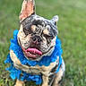 dog, french_bulldog, tongue_out, blue_flower_lei, grass, outdoor, pet, happy, smiling, sitting, close_up, cute, animal, playful, festive, canine, portrait, nature, summer, leisure