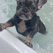 Lola Bunnie is registered to the contest to win money with this photo: dog, puppy, french_bulldog, bathtub, water, wet, pet, cute, animal, paw, bubble, bath, looking, ears, face, closeup, curious, indoor, pet_care, expression