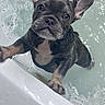 dog, puppy, french_bulldog, bathtub, water, wet, pet, cute, animal, paw, bubble, bath, looking, ears, face, closeup, curious, indoor, pet_care, expression