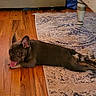 dog, french_bulldog, puppy, tongue_out, lying_down, wooden_floor, rug, indoor, furniture, cozy, pet, animal, brown_dog, flooring, relaxed, ears_up, small_dog, cute, canine, domestic