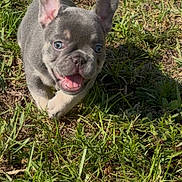 Stormi joined the competition — help win amazing prizes! puppy, dog, french_bulldog, grass, outdoor, sunlight, happy, running, pet, animal, cute, playful, ears, tongue, nature, young, mammal, small_dog, smiling, daytime