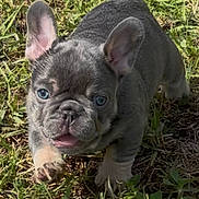 Diamond joined the competition — help win amazing prizes! puppy, french_bulldog, dog, grass, outdoor, pet, cute, animal, young, blue_eyes, sunlight, nature, walking, small, ears, fur, adorable, playful, mammal, closeup