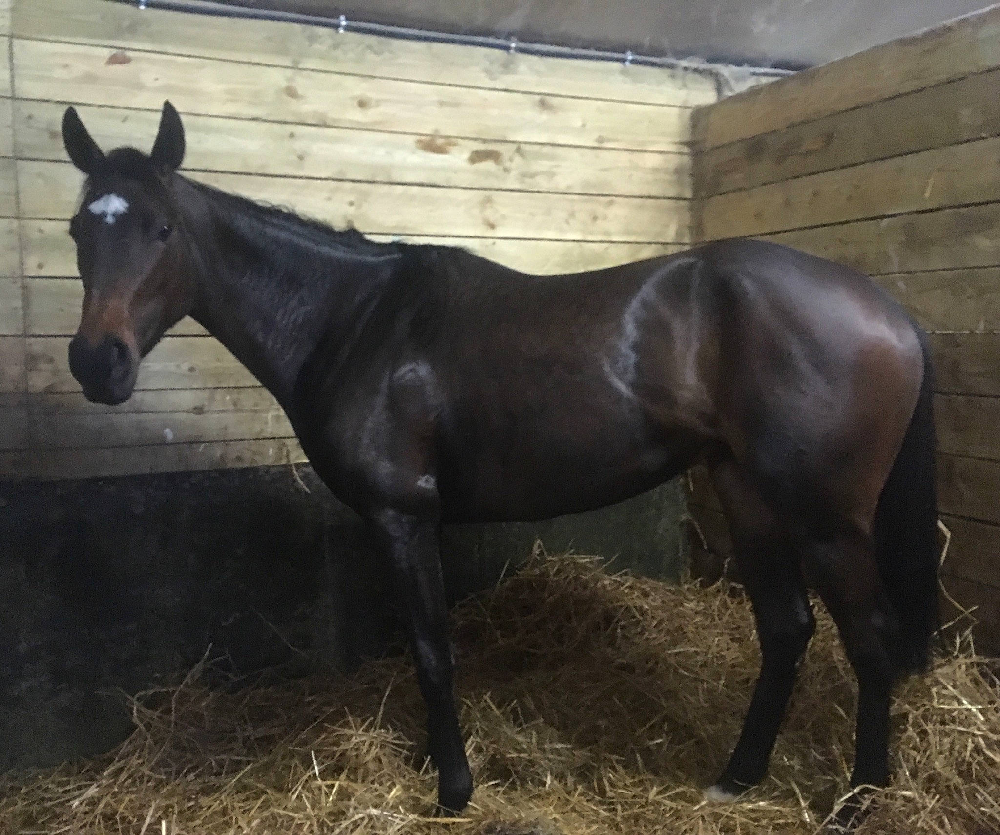 Yxenia a rejoint le concours — aidez-le/la à gagner de superbes lots ! colt, horse, liver, livestock, mammal, mane, mare, mustang_horse, pack_animal, sorrel, stable, stallion, vertebrate