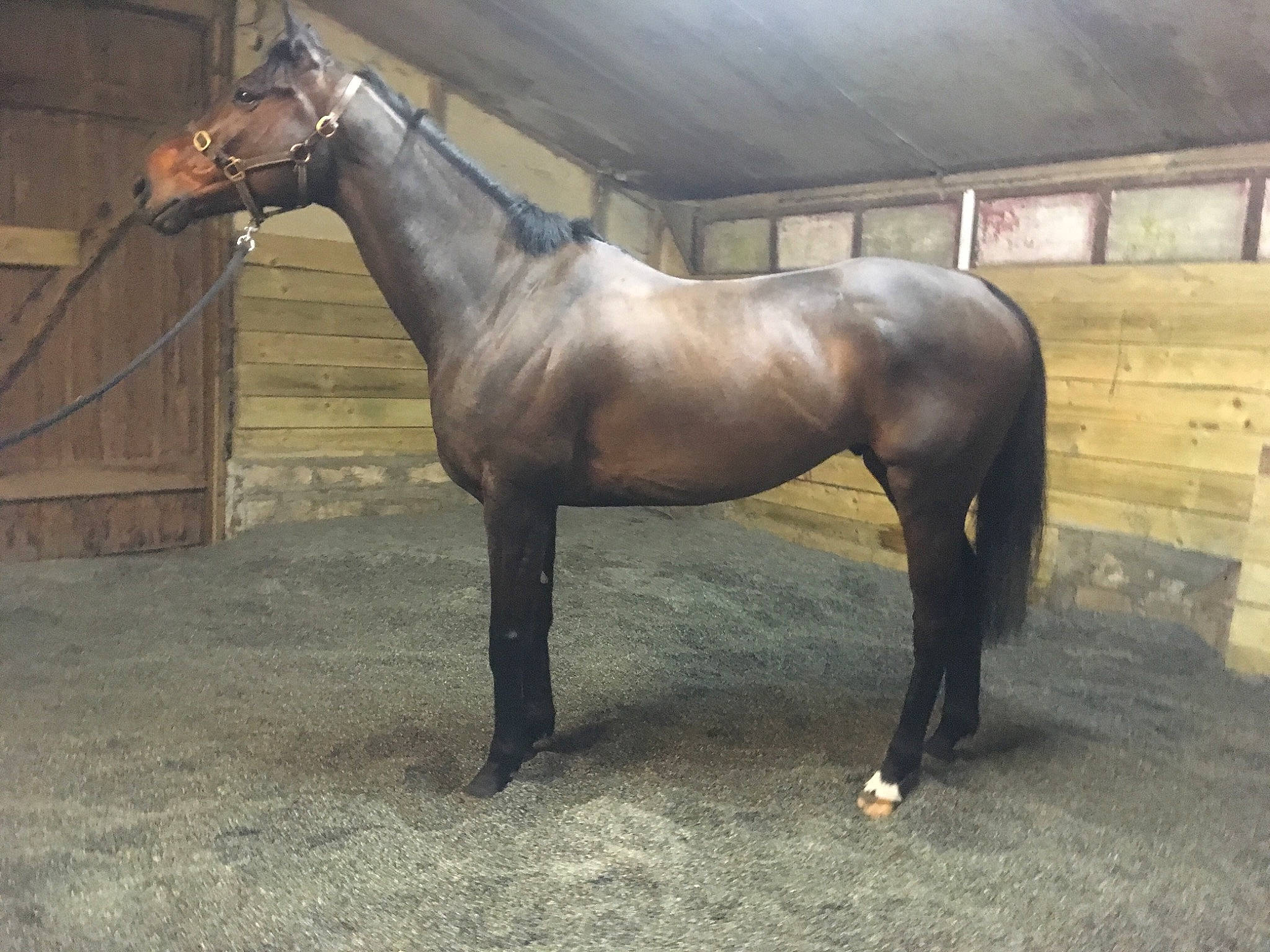 Thomas participe au concours pour gagner de l'argent avec cette photo : farrier, horse, horse_grooming, horse_supplies, horse_tack, liver, livestock, mammal, mane, mare, snout, sorrel, stable, stallion, vertebrate