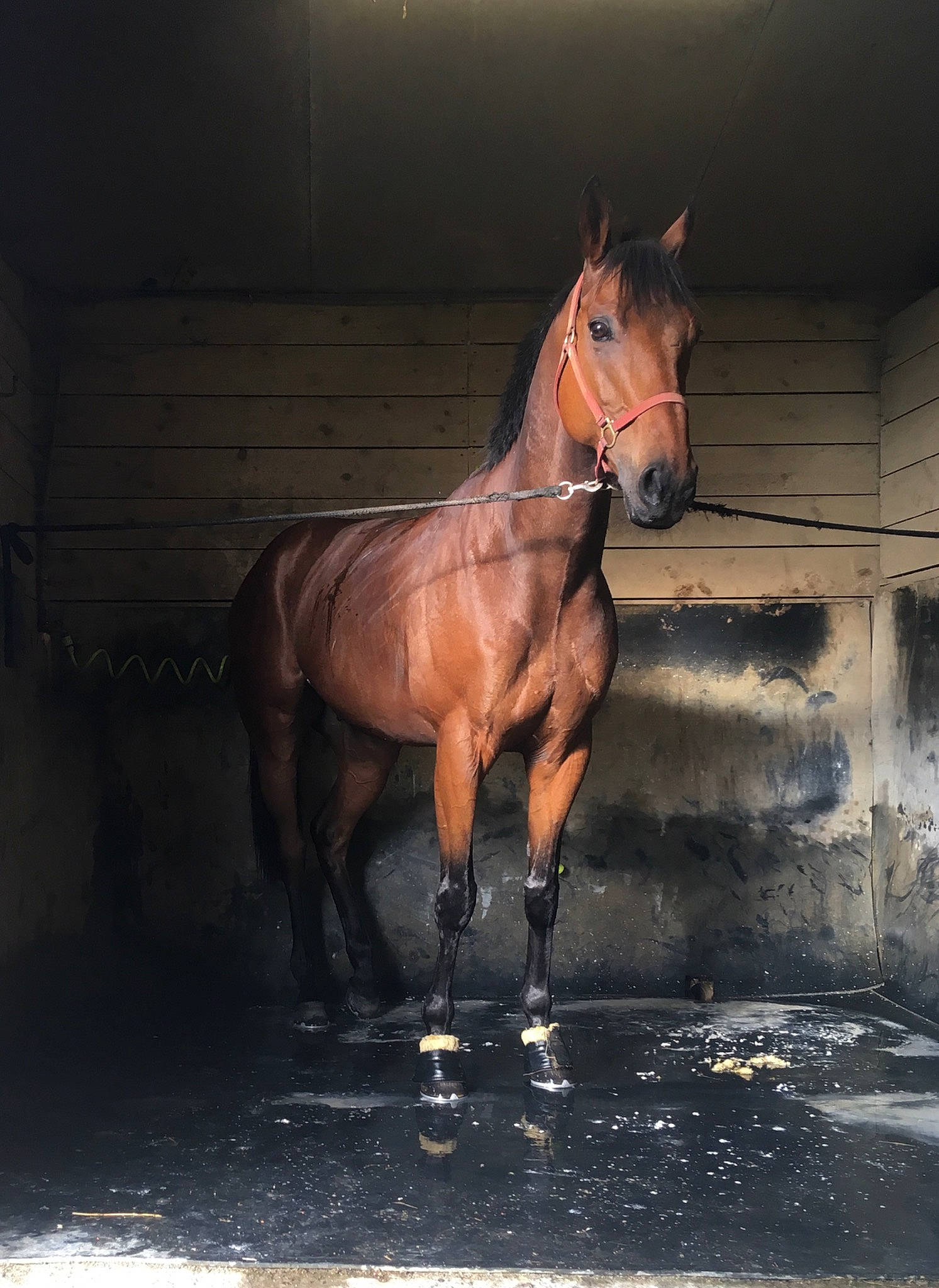 Showtime Star participe au concours pour gagner de l'argent avec cette photo : horse, horse_supplies, liver, livestock, mammal, mane, mare, mustang_horse, sky, snout, sorrel, stable, stallion, vertebrate