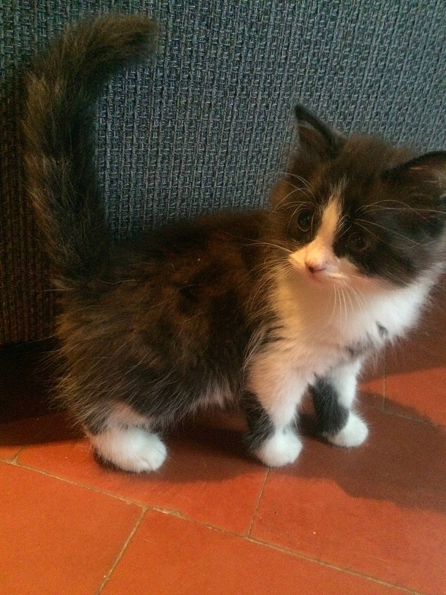 Blacky participe au concours pour gagner de l&#x27;argent avec cette photo : british_semi_longhair, carnivore, cat, cymric, domestic_long_haired_cat, domestic_short_haired_cat, felidae, kitten, kurilian_bobtail, maine_coon, mammal, munchkin, napoleon_cat, norwegian_forest_cat, polydactyl_cat, ragamuffin, small_to_medium_sized_cats, tail, vertebrate, whiskers