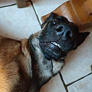 Charly a rejoint le concours — aidez-le/la à gagner de superbes lots ! dog, canine, pet, indoor, floor, tile, animal, lying_down, close_up, face, teeth, brown_fur, black_fur, funny_expression, domestic, muzzle, ears, snout, fur, resting