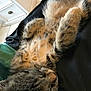 cat, tabby, sleeping, belly_up, furry, whiskers, paw, relaxed, indoor, close_up, pet, mammal, cute, feline, resting, soft, fur_pattern, cozy, black_fabric, tiles