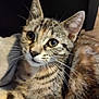 cat, tabby, pet, animal, whiskers, fur, close_up, cute, eyes, ears, resting, soft_surface, indoor, mammal, feline, domestic_animal, portrait, striped, relaxed, young_cat