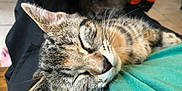 June participe au concours pour gagner de l'argent avec cette photo : cat, tabby, sleeping, close_up, whiskers, fur, pet, animal, relaxed, nap, indoor, person, lap, clothing, green_shirt, black_pants, cute, domestic_cat, resting, cozy