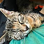 cat, tabby, sleeping, close_up, whiskers, fur, pet, animal, relaxed, nap, indoor, person, lap, clothing, green_shirt, black_pants, cute, domestic_cat, resting, cozy