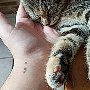 June participe au concours pour gagner de l'argent avec cette photo : animal, cat, close_up, comfort, cute, domestic, fur, hand, indoor, paw, pet, relaxation, resting, sleeping, tabby_cat, tattoo, trust, whiskers, wooden_surface, wrist