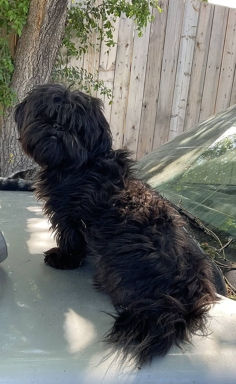 Whitney joined the competition — help win amazing prizes! carnivore, companion_dog, dog, dog_breed, dog_supply, fence, fur, liver, non_sporting_group, small_terrier, sporting_group, tail, terrestrial_animal, terrier, toy_dog, water_dog, working_animal, working_dog