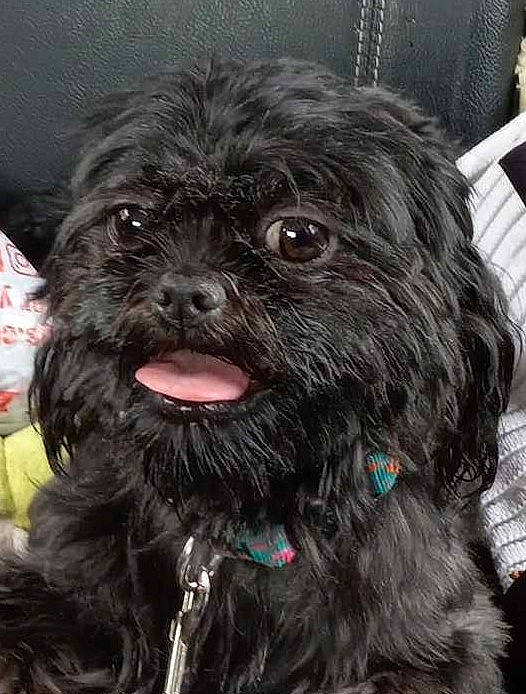 Whitney is registered to the contest to win money with this photo: canidae, carnivore, collar, companion_dog, dog, dog_breed, dog_collar, dog_supply, fur, liver, maltepoo, poodle_crossbreed, small_terrier, snout, sporting_group, terrier, toy_dog, water_dog, whiskers, working_animal