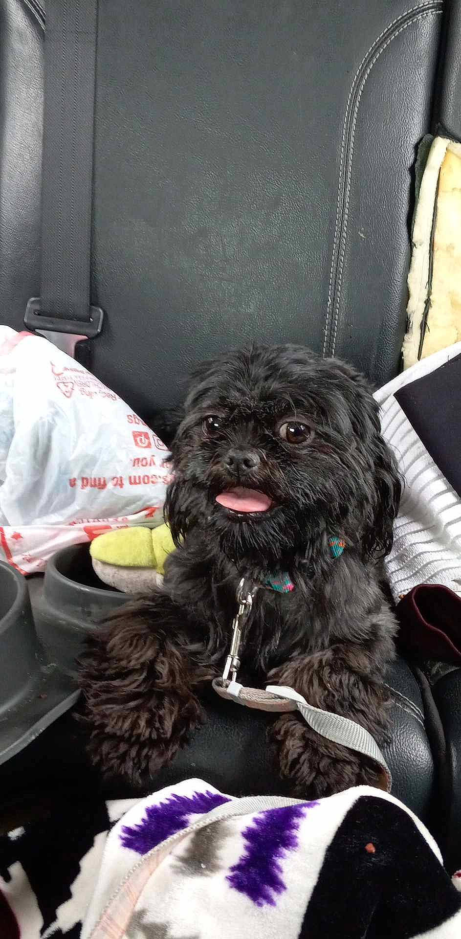 Whitney joined the competition — help win amazing prizes! canidae, carnivore, collar, companion_dog, dog, dog_breed, dog_collar, dog_supply, fur, liver, maltepoo, non_sporting_group, puppy, small_terrier, snout, sporting_group, terrier, toy_dog, water_dog, working_animal