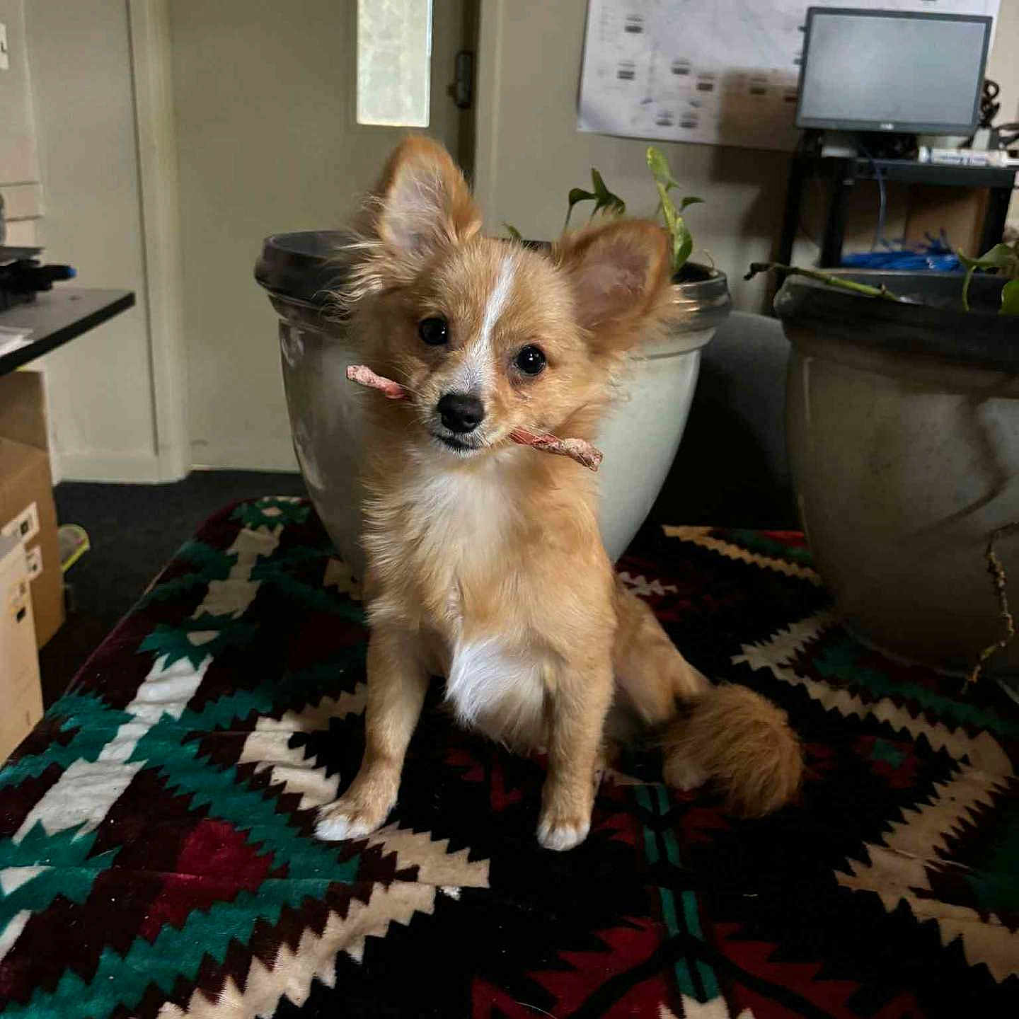 Bobby Brown joined the competition — help win amazing prizes! animal, blanket, box, cute, dog, door, ears, floor, fur, furniture, indoor, pattern, pet, plant_pot, puppy, room, stick, table, tail, wall