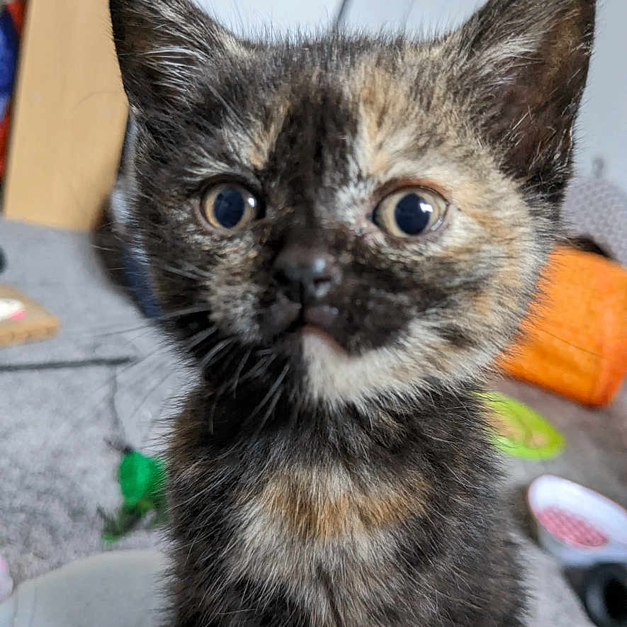 Scarlet joined the competition — help win amazing prizes! abyssinian, animal, blackcat, brasssection, cat, citrusfruit, clothing, food, footwear, fruit, horn, kitten, manx, musicalinstrument, pet, plant, produce, shoe, siamese