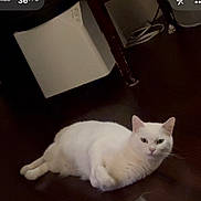 Sasi joined the competition — help win amazing prizes! cat, white_cat, indoor, floor, furniture, relaxed, pet, animal, lying_down, calm, domestic_cat, whiskers, ears, looking_at_camera, cables, technology_overlay, dark_floor, cozy, quiet, home
