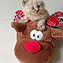 kitten, cat, blue_eyes, fluffy, plush, reindeer_slipper, toy, indoor, floor, cute, pet, animal, feline, soft, small, cozy, holiday, christmas, decor, playful