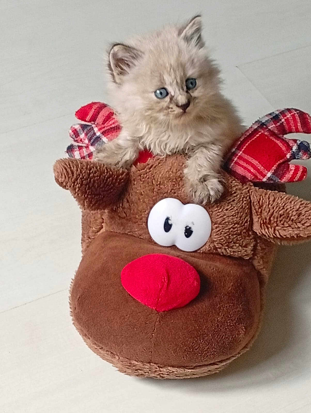 Guimauve participe au concours pour gagner de l'argent avec cette photo : kitten, cat, blue_eyes, fluffy, plush, reindeer_slipper, toy, indoor, floor, cute, pet, animal, feline, soft, small, cozy, holiday, christmas, decor, playful