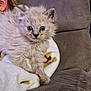 kitten, cat, fluffy, blue_eyes, blanket, couch, indoor, pet, animal, furry, cute, small, young, cozy, soft, fur, resting, closeup, domestic, comfort