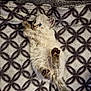 Guimauve participe au concours pour gagner de l'argent avec cette photo : kitten, cat, fluffy, lying_down, blanket, patterned, indoor, cute, pet, animal, furry, small, paws, tail, young, playful, wide_eyes, relaxed, domestic_cat, soft