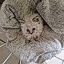 Guimauve participe au concours pour gagner de l'argent avec cette photo : kitten, cat, blue_eyes, fluffy, blanket, soft, cozy, chair, pet, cute, fur, indoor, fur_pattern, small, animal, resting, looking_up, white, gray, floor_tiles
