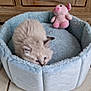 kitten, cat, pet_bed, plush_toy, pink_pig, blue, fluffy, indoor, wooden_cabinet, floor_tiles, cute, small, furry, animal, young, resting, soft, cozy, home, curious
