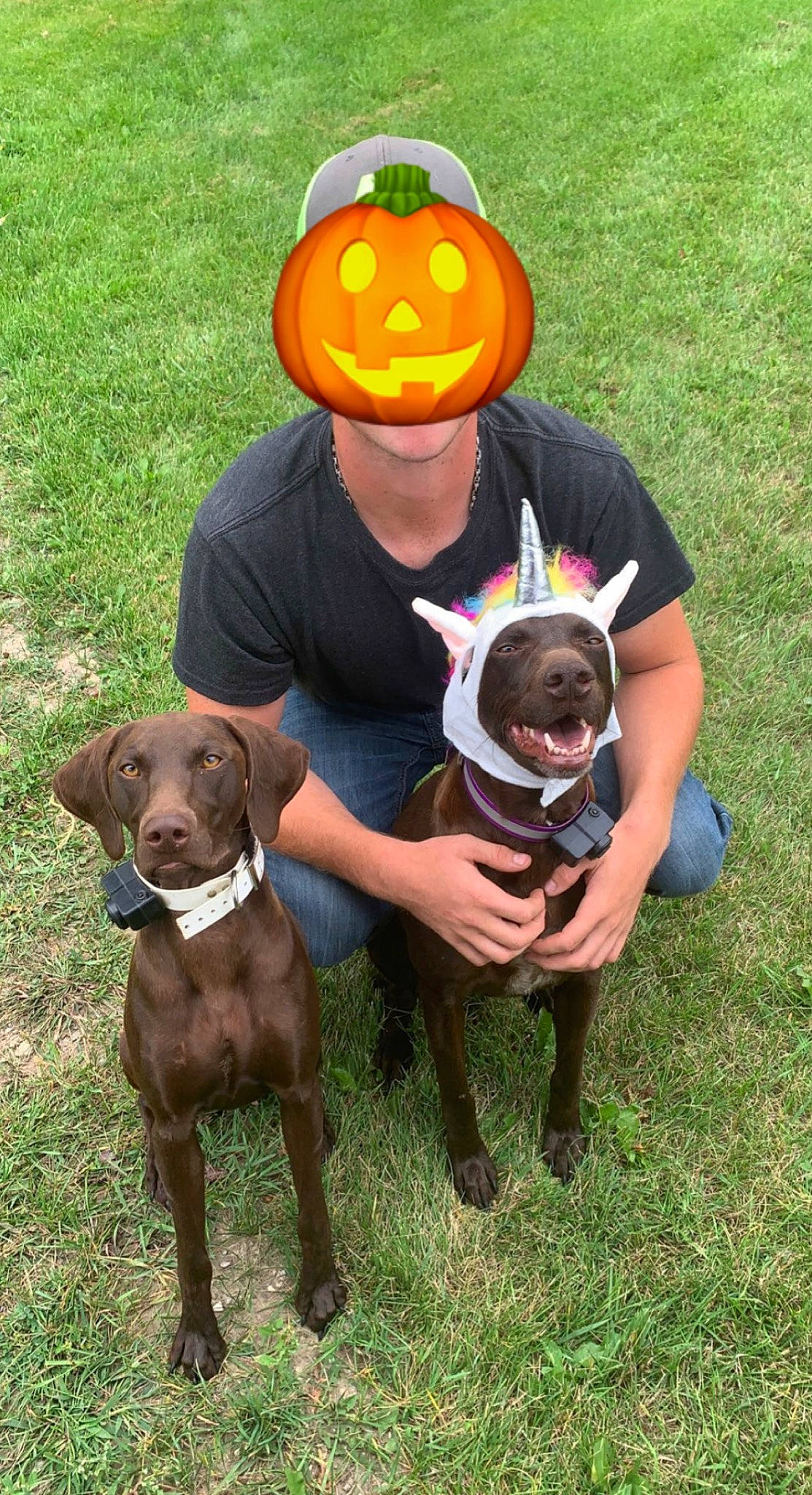 Mollie joined the competition — help win amazing prizes! bulldog, calabaza, canidae, carnivore, collar, companion_dog, dog, dog_breed, dog_collar, fawn, grass, hat, hound, liver, mammal, molosser, sporting_group, vertebrate, working_animal, working_dog