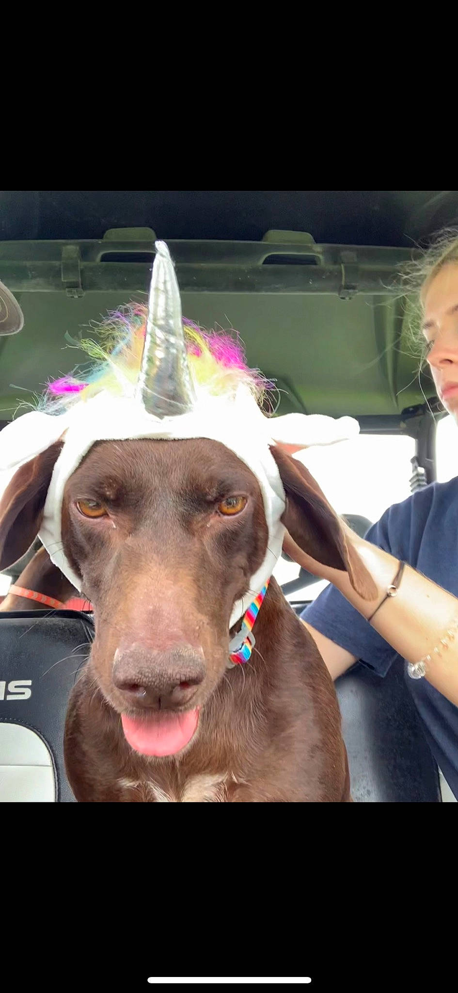 Mollie is registered to the contest to win money with this photo: canidae, carnivore, companion_dog, dog, dog_breed, ear, fawn, fun, fur, jaw, liver, snout, sporting_group, whiskers, window, windshield, working_animal