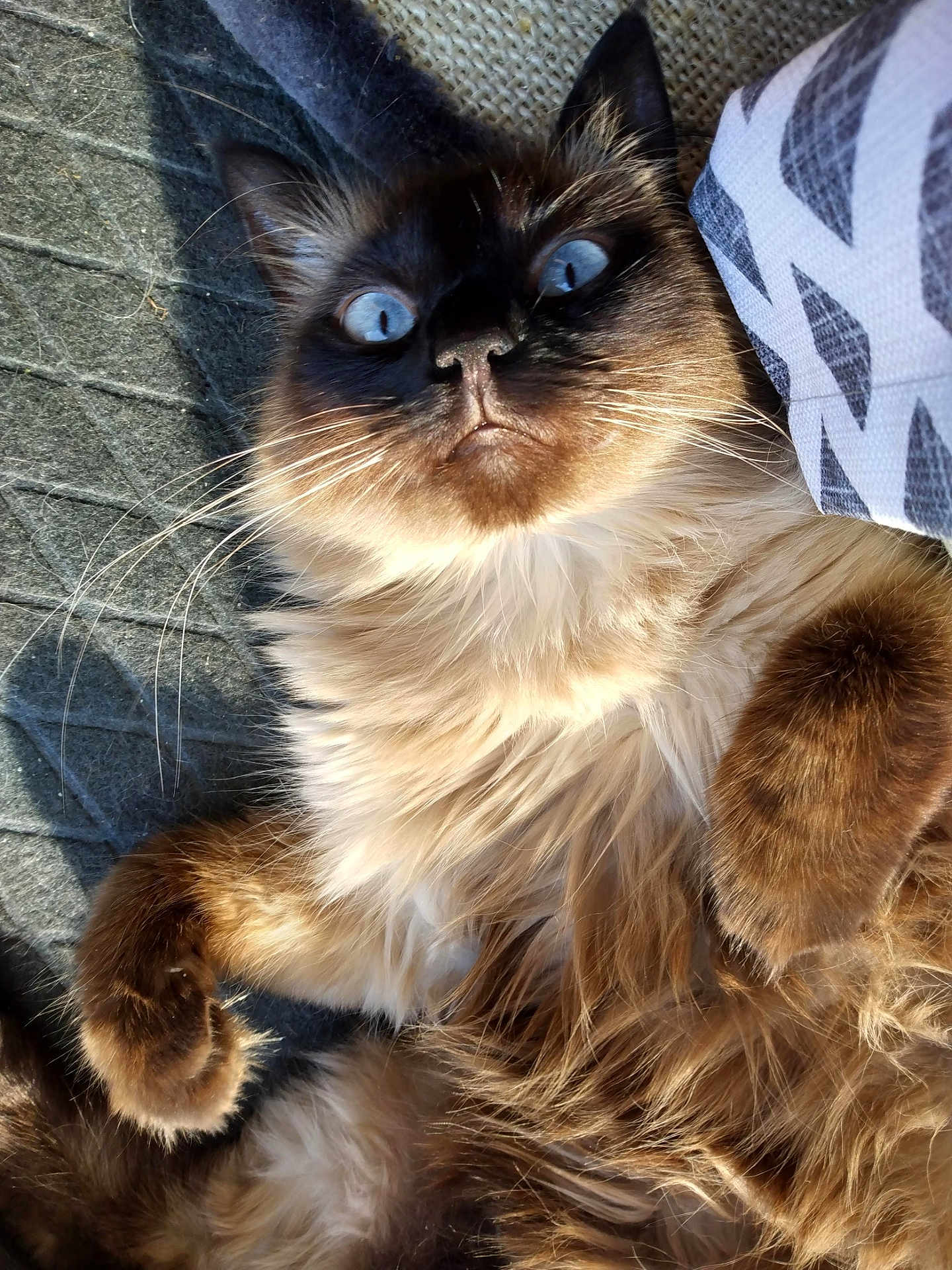 Chloe