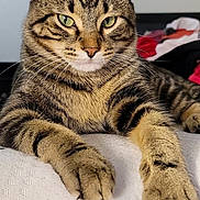 Loofy is registered to the contest to win money with this photo: cat, tabby_cat, pet, feline, whiskers, green_eyes, paws, fur, striped, mammal, indoor, relaxed, resting, closeup, portrait, animal, cute, domestic_animal, lying_down, bed