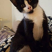 Yugi is registered to the contest to win money with this photo: kitten, cat, black_and_white, pet, animal, feline, curious, sitting, blanket, indoor, cute, whiskers, ears, eyes, paw, fur, domestic, young, portrait, cozy