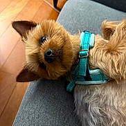 Marti joined the competition — help win amazing prizes! dog, small_dog, fur, pet, indoor, couch, gray_couch, turquoise_harness, wooden_floor, ear, cute, looking_up, animal, domestic_animal, companion, resting, laying_down, close_up, household, cozy