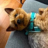 dog, small_dog, fur, pet, indoor, couch, gray_couch, turquoise_harness, wooden_floor, ear, cute, looking_up, animal, domestic_animal, companion, resting, laying_down, close_up, household, cozy