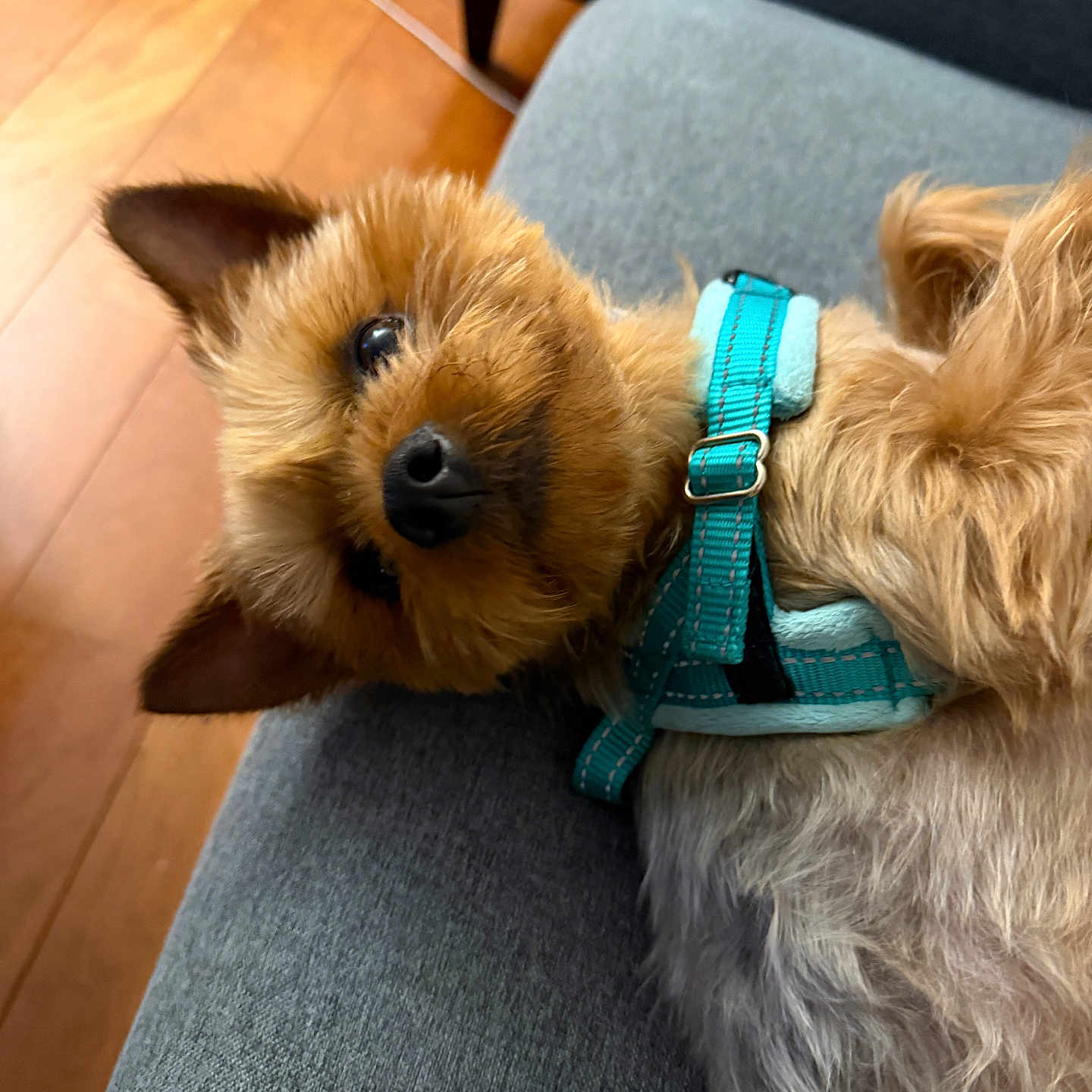 Marti joined the competition — help win amazing prizes! dog, small_dog, fur, pet, indoor, couch, gray_couch, turquoise_harness, wooden_floor, ear, cute, looking_up, animal, domestic_animal, companion, resting, laying_down, close_up, household, cozy