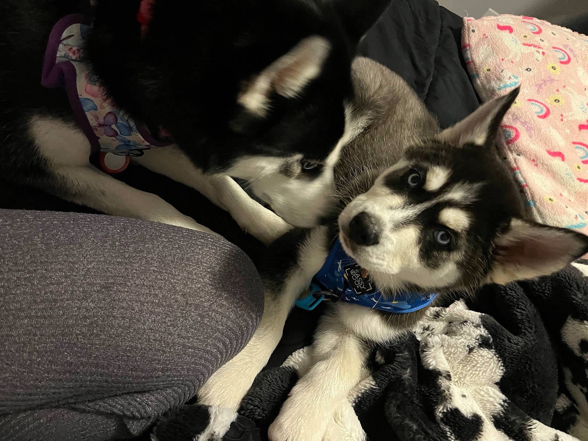 Storm is registered to the contest to win money with this photo: canidae, carnivore, comfort, companion_dog, dog, dog_breed, fur, non_sporting_group, snout, terrestrial_animal, working_animal, working_dog