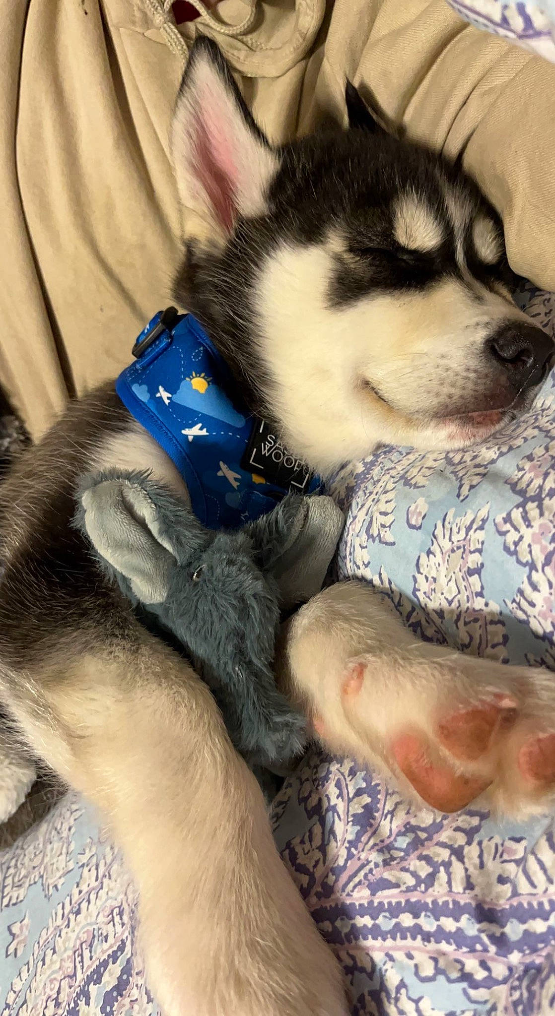 Storm is registered to the contest to win money with this photo: canidae, carnivore, comfort, companion_dog, dog, dog_breed, electric_blue, fashion_accessory, fawn, foot, fur, human_leg, paw, siberian_husky, sitting, sled_dog, snout, terrestrial_animal, thigh, whiskers