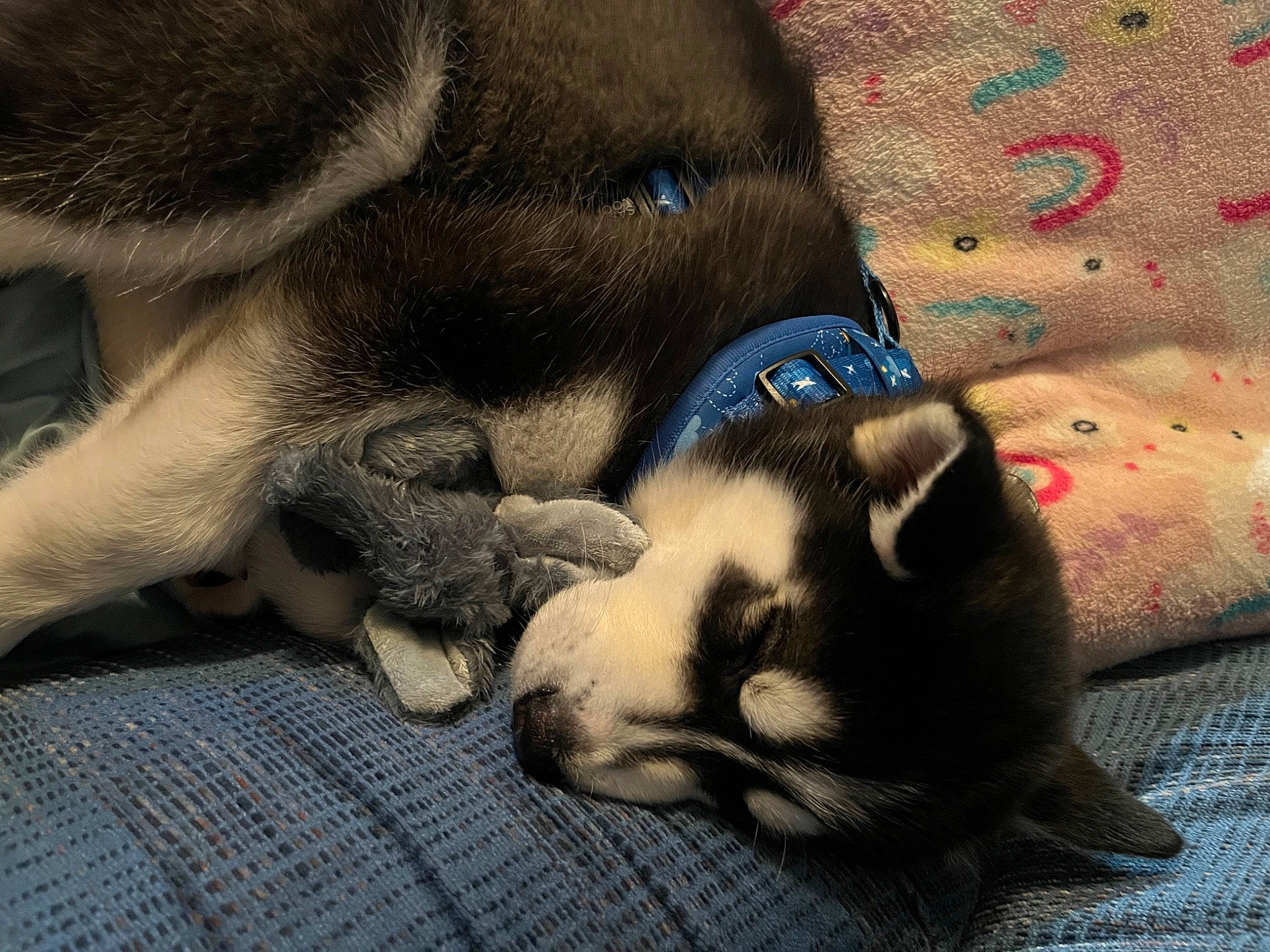 Storm is registered to the contest to win money with this photo: canidae, carnivore, claw, comfort, companion_dog, dog, dog_breed, fawn, felidae, fur, nap, paw, puppy, sleep, snout, sporting_group, tail, terrestrial_animal, whiskers, working_animal