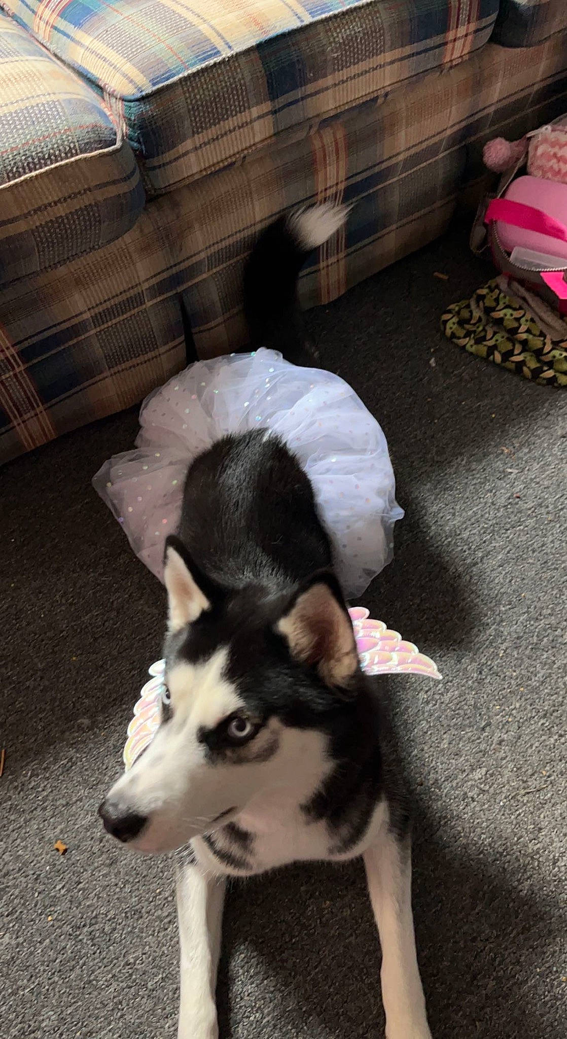 Winter joined the competition — help win amazing prizes! ancient_dog_breeds, canidae, canis, carnivore, companion_dog, dog, dog_breed, flooring, fur, herding_dog, non_sporting_group, siberian_husky, sled_dog, sporting_group, tail, terrestrial_animal, working_animal, working_dog